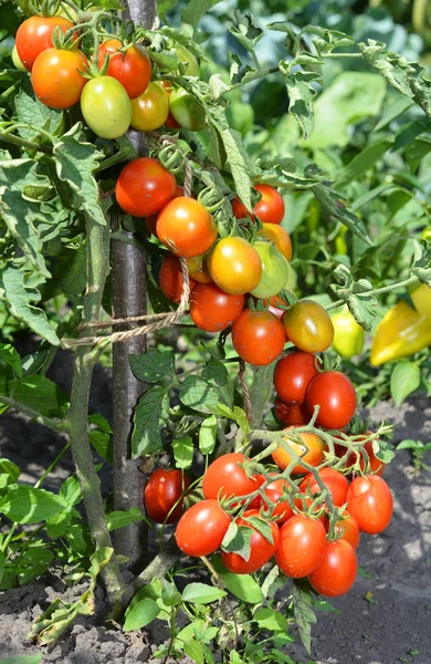 Reife Kirschtomaten Die Den Zweigen Wachsen Kirschtomaten — Stockfoto