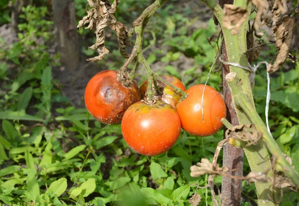 Close Phytophthora Infestans Oomiceto Que Causa Enfermedad Grave Los Tomates — Foto de Stock