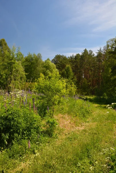 Prachtig Bos Met Bloeiende Weide Pine Bomen — Stockfoto