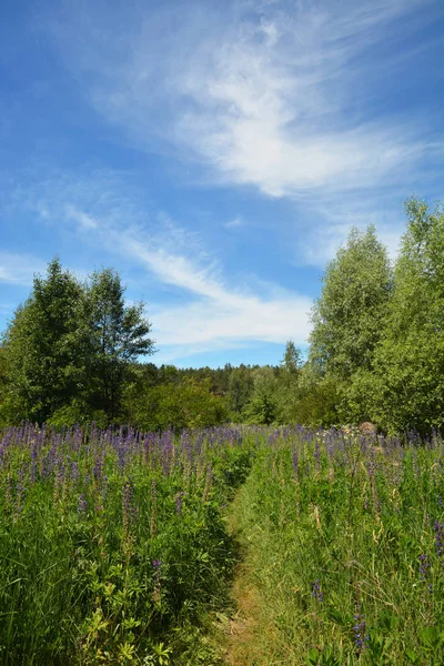 Voetpad Bloeiende Weide Met Lupine Bloemen — Stockfoto