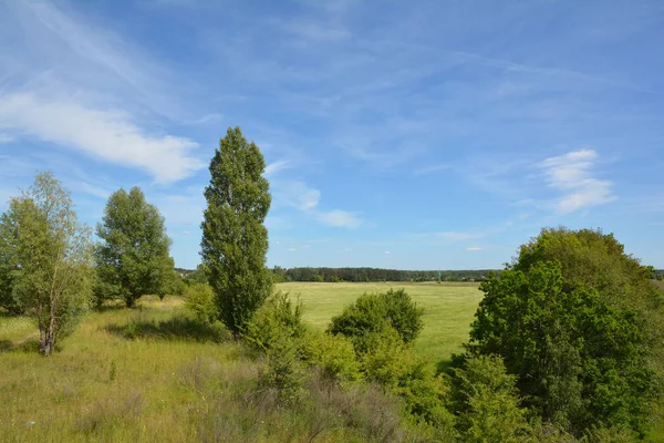Güzel bulutlar ve manzara ile çiçeklenme çayır ile tepedeki yeşil ağaçlar.