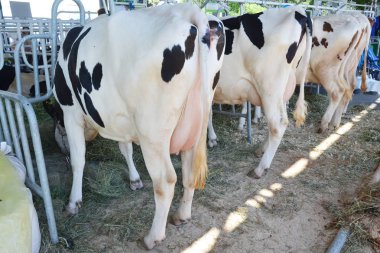 Inekleri saman yemek ile Modern çiftlik cowshed. Bir inek meme kapatın. Süt endüstrisi kavramı.