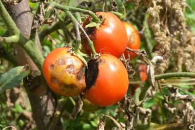 Tomatoes get sick by late blight. Close up on Phytophthora infestans is an oomycete that causes the serious tomatoes disease known as potato blight. clipart