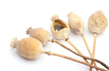 Haşhaş tohumu üzerine beyaz izole yığını ile Ried haşhaş başlarına yakın çekim 