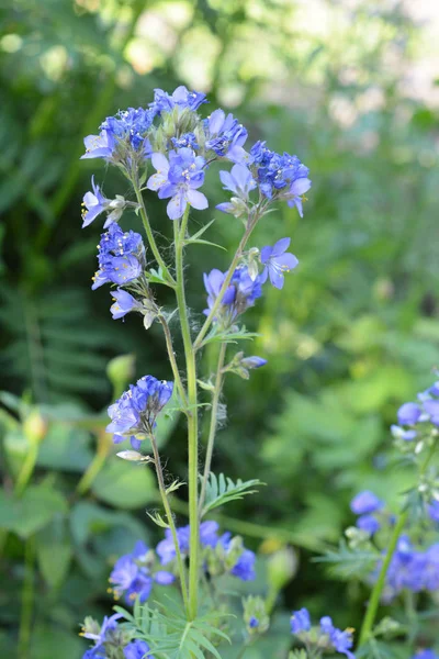 Polemonium Caeruleum Conhecido Como Jacob Escada Valeriana Grega Uma Planta — Fotografia de Stock