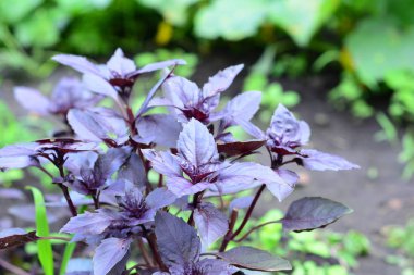 Fesleğen: dikim, büyüyen ve hasat fesleğen yaprağı. Organik taze mor fesleğen yaprakları üzerinde Kapat. 