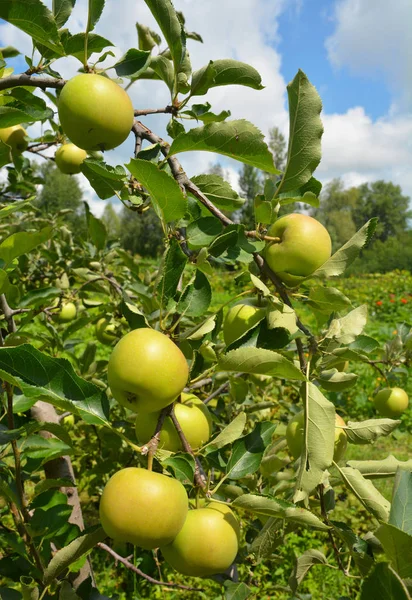 Πράσινο Μήλο Στις Μηλιάς Πανέμορφο Φόντο Αγροτικής — Φωτογραφία Αρχείου