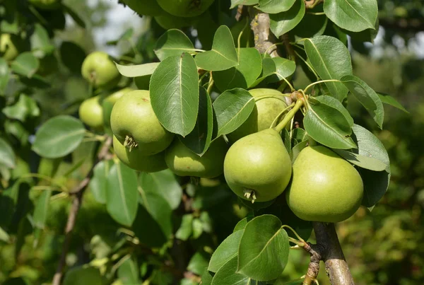 Feche Colheita Pêras Cor Verde Doce Ramo Árvore Pêra — Fotografia de Stock