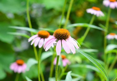 Bahçedeki coneflowers Flowerbed. Echinacea purpurea ve mor koni çiçek çiçek yatak.