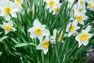 Nergis çiçeği olarak da bilinen nergis ile güzel bahar çiçek yatak.