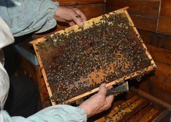 Staré Včelaře Drží Rám Voštinový Úlu Pracovní Včely — Stock fotografie