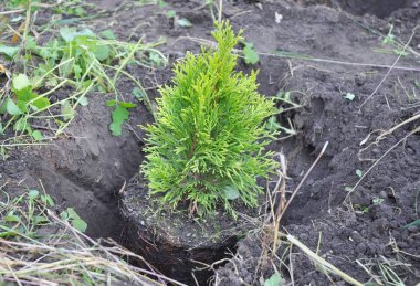 Mazı (bitki) fidan dikimi