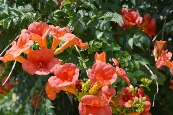 stock image Campsis radicans (trumpet vine or trumpet creeper, also known in North America as cow itch vine or hummingbird vine).  Trumpet vine flowers.