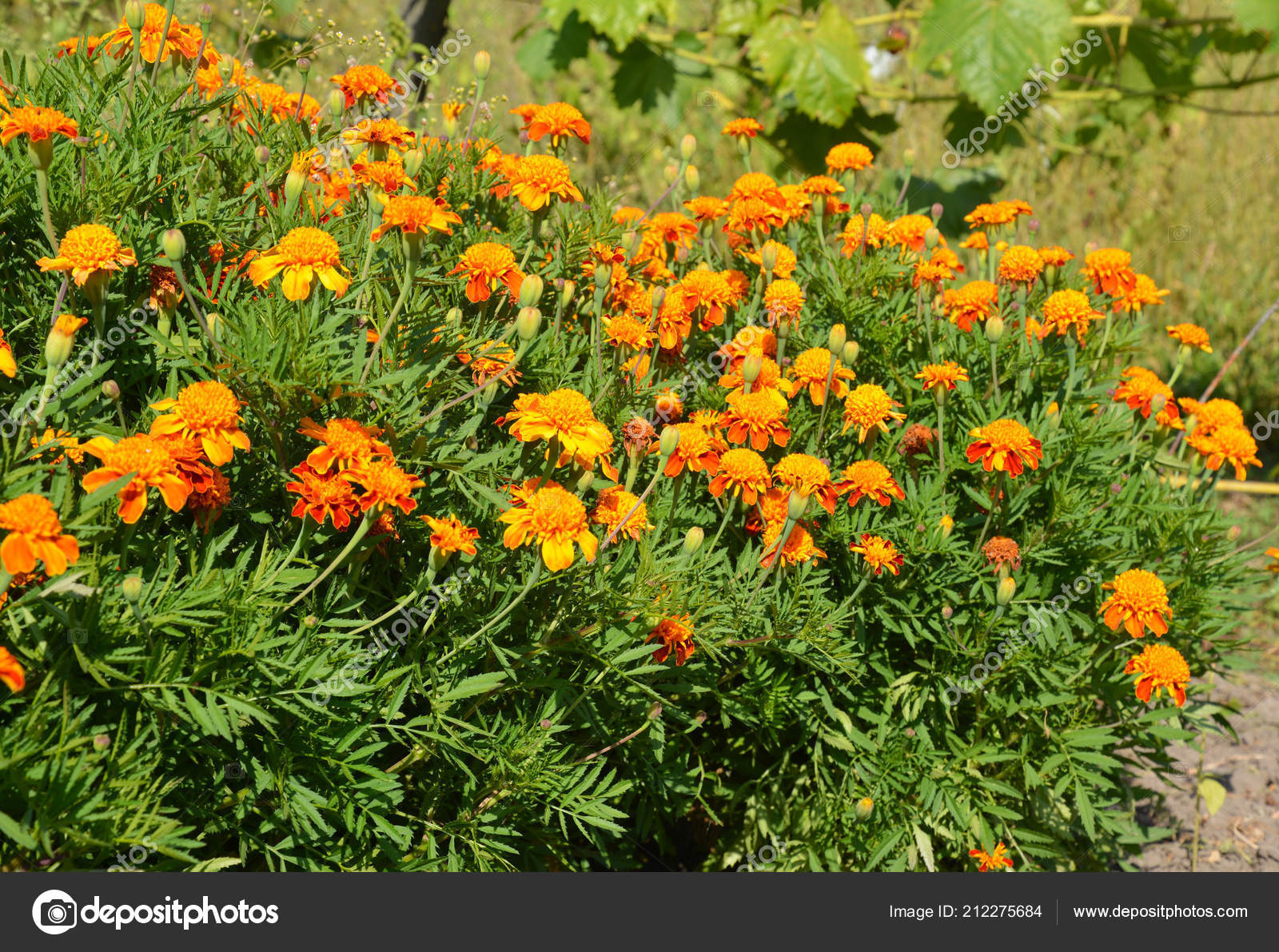 Marigold Flowers Atumn Garden Flower Bed Stock Photo C Thefutureis 212275684