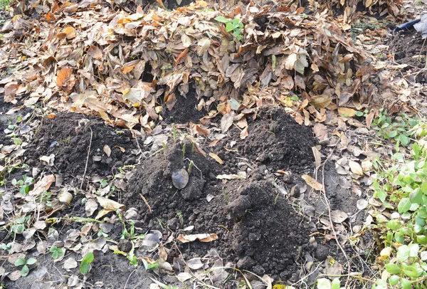 Het Maken Van Opvang Voor Rozen Winter Bescherming Met Vuil — Stockfoto