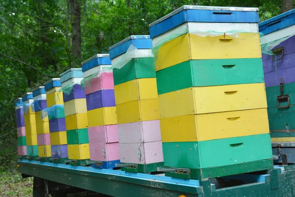 Μετεγκατάσταση Μέλισσες Στο Πολύχρωμα Ζωγραφισμένα Μελίσσια — Φωτογραφία Αρχείου