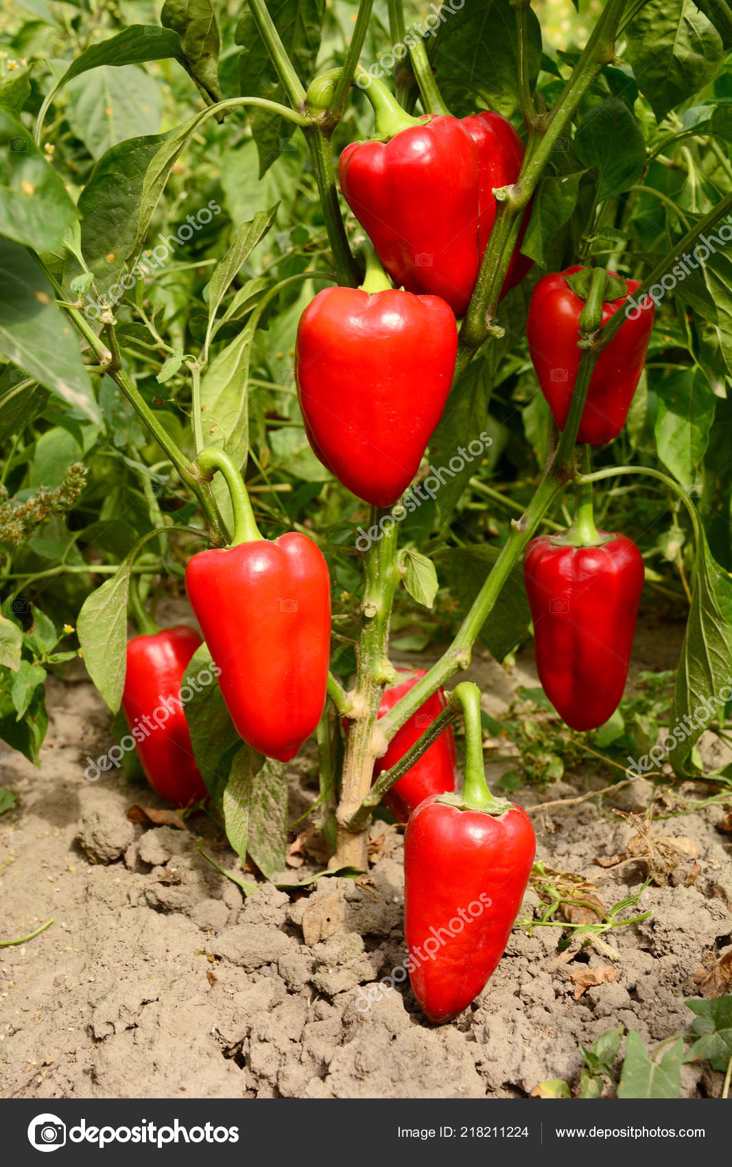 Red bell shop pepper plant