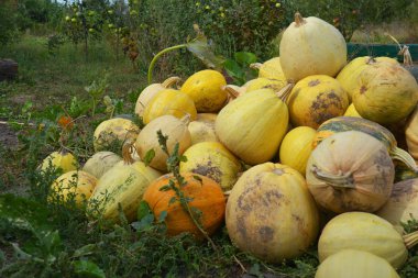 Çeşitli türleri ile kabak yığını. Kabak hasat