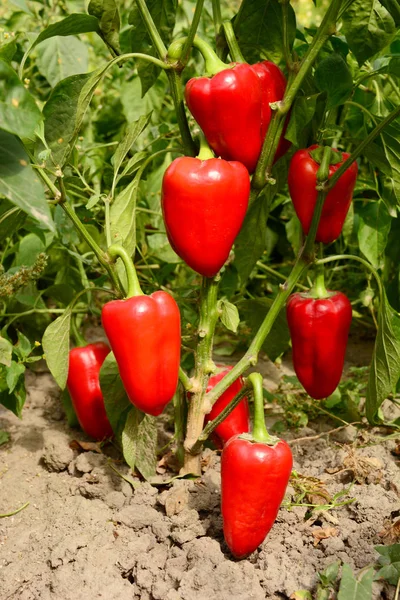 Red sweet pepper planting in the garden. Growing, harvesting red bell peppers.