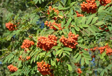 Rowan Ağacı sonbahar bahçe üzerinde olgunlaşmış üvez Berrries.