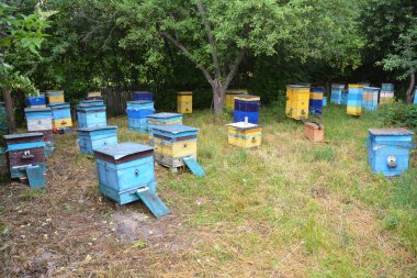 Bahçedeki renkli kuş Yuvaları.  