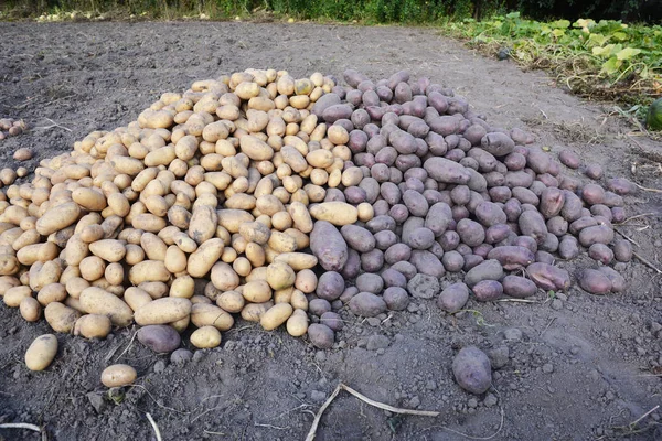 Potatoes harvesting. Different potatoes harvest.