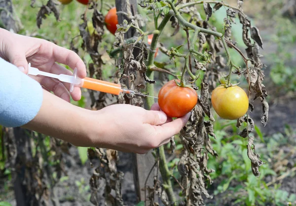 Científico Inyectando Químicos Tomate Rojo Transgénico Concepto Para Alimentos Transgénicos — Foto de Stock