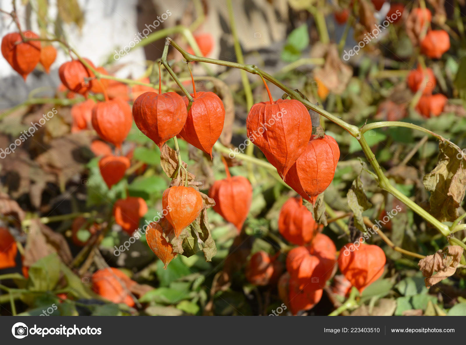 Winter Cherry Physalis Peruviana Fruits Harvest Physalis Flowers Ground Cherry Stock Photo Image By C Thefutureis Winter Cherry Physalis Peruviana Fruits Harvest Physalis Flowers Ground Cherry Stock Photo Image By C Thefutureis