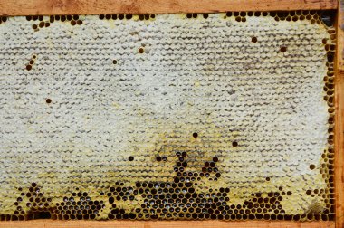 Kopya alanı ile ham petek üzerinde Kapat.