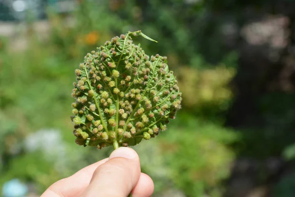 Хвороби Філоксери Винограду Виноградна Філоксера Phylloxera Vastatrix Шкідник Комерційних Виноградників — стокове фото