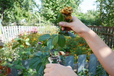 Deadheading roses. Deadheading is one of the easiest forms of pruning. clipart