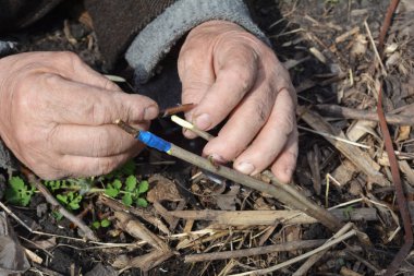 Elma ağacı aşılama bahçıvan adam el