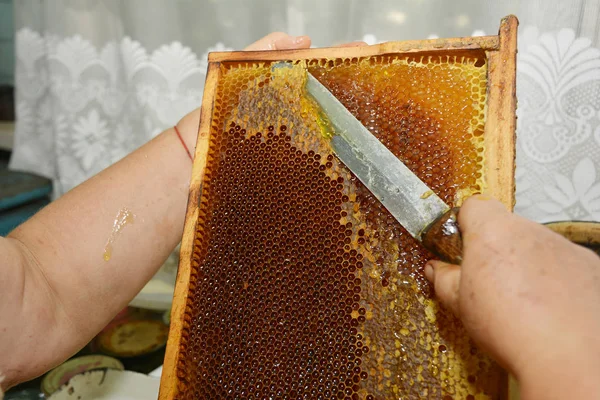 Beekeeper  with a knife tool extracting fresh honey from a fresh honeycomb.