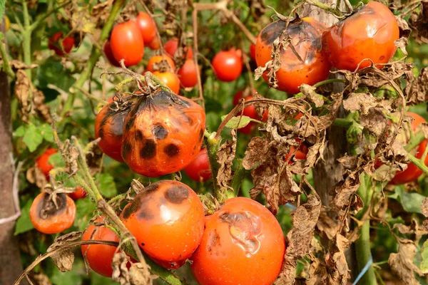 Les Tomates Tombent Malades Cause Mildiou Phytophthora Infestans — Photo