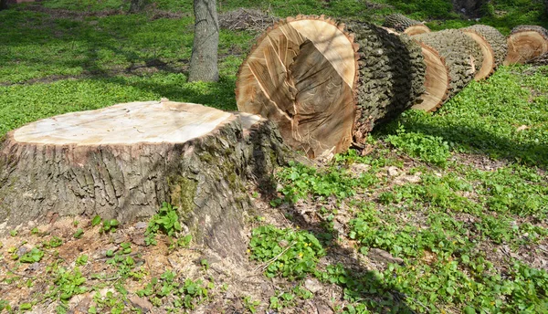 Baum Gefällt Baum Mit Der Kettensäge Fällen — Stockfoto