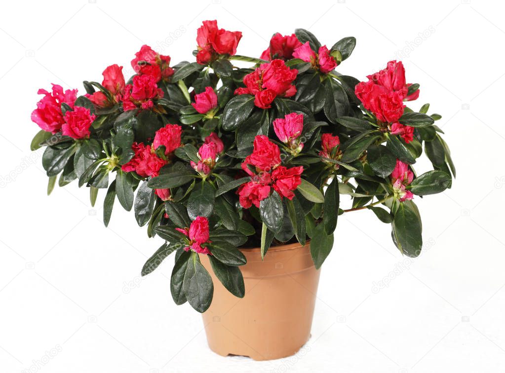 Azaleas in pot isilated on white background. Azaleas are flowering shrubs in the genus Rhododendron, particularly the former sections Tsutsuji  and Pentanthera.