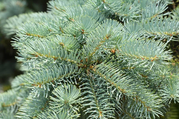 Gyönyörű Kék Fenyő Brach Közelről — Stock Fotó