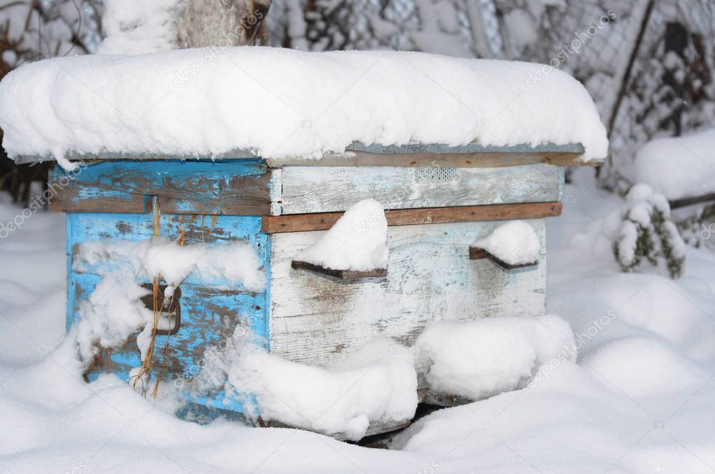 Honey Bees Colony In The Winter. Wintering Bees in Beehive.