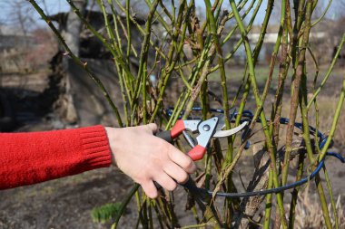 Kadın gül budama Bahçe budama makası ile. 