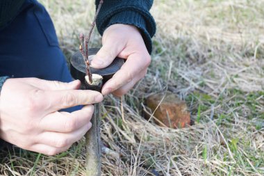 Onun bahçede meyve ağaçları aşılama bahçıvan