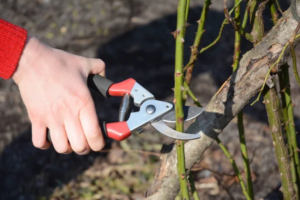 Bahçıvan Bahçe budama makası gül budama ile. 