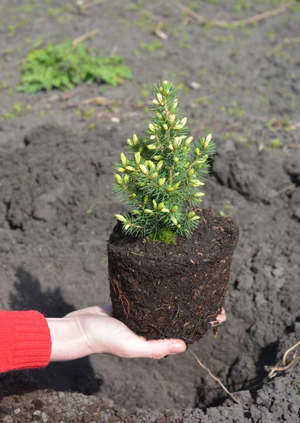 Держа Руках Горшок Picea Fucca Conica Корнями Готовыми Посадке Саду — стоковое фото