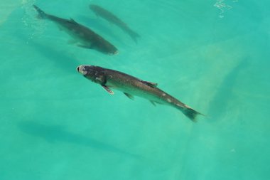 Balık balık yetiştiriciliği için kafeste kapatın. Deniz balık çiftliği. 