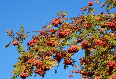 Meyve ile Avrupa üvez (Sorbus aucuparia)