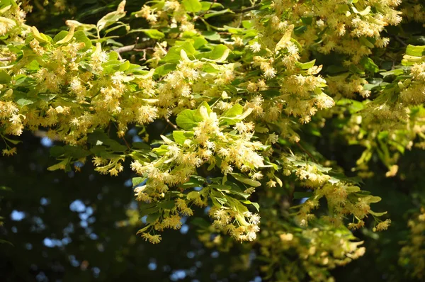 Цветет Линден Линдерское Дерево Липовыми Цветами Весной — стоковое фото