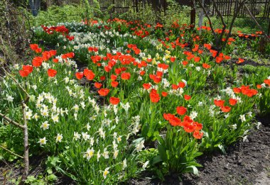 Lale ve nergis çiçek bahar bahçe içinde güzel çiçek yatak.