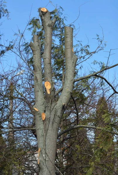 Common Tree Pruning Mistake. Cutting tree branches. Bad tree branches pruning.
