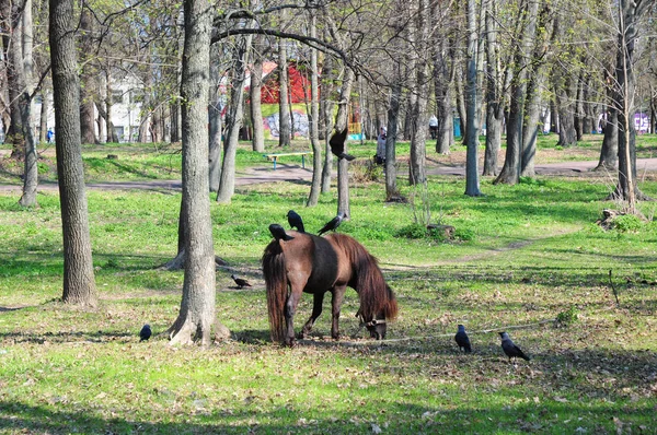 Belo Pônei Com Manada Engraçada Passeios Pônei Cavalo Pônei Pasto — Fotografia de Stock