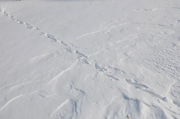 Animal tracks on the snow — Stock Image Animal Tracks Snow Stock Image