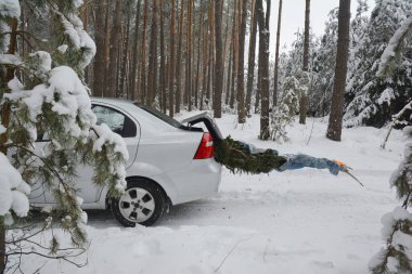 Noel ağacı ulaşım araç gövde. Noel köknar ormandan gelen kar kaplı.